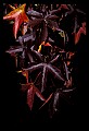 01050-00011-Leaves and Foliage.jpg