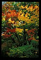 01050-00013-Leaves and Foliage.jpg