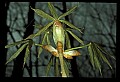 01050-00016-Leaves and Foliage.jpg