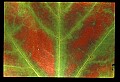 01050-00017-Leaves and Foliage.jpg