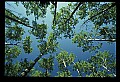 01050-00018-Leaves and Foliage.jpg