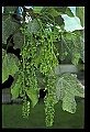 01050-00019-Leaves and Foliage.jpg