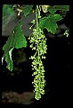 01050-00020-Leaves and Foliage.jpg
