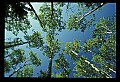 01050-00022-Leaves and Foliage.jpg