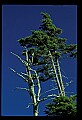 01050-00023-Leaves and Foliage.jpg