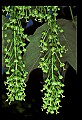 01050-00024-Leaves and Foliage.jpg
