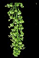 01050-00025-Leaves and Foliage.jpg