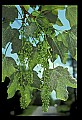 01050-00026-Leaves and Foliage.jpg