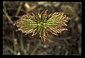 01050-00030-Leaves and Foliage.jpg