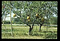 01051-00001-Unusual, unclassified Flowers or Plants-Pumpkin Tree.jpg