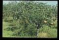 01051-00003-Unusual, unclassified Flowers or Plants-Pumpkin Tree.jpg