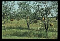 01051-00004-Unusual, unclassified Flowers or Plants-Pumpkin Tree.jpg