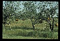 01051-00005-Unusual, unclassified Flowers or Plants-Pumpkin Tree.jpg