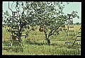01051-00007-Unusual, unclassified Flowers or Plants-Pumpkin Tree.jpg