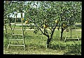 01051-00008-Unusual, unclassified Flowers or Plants-Pumpkin Tree.jpg