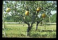01051-00009-Unusual, unclassified Flowers or Plants-Pumpkin Tree.jpg