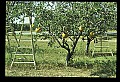 01051-00010-Unusual, unclassified Flowers or Plants-Pumpkin Tree.jpg
