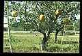 01051-00011-Unusual, unclassified Flowers or Plants-Pumpkin Tree.jpg