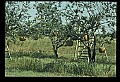 01051-00012-Unusual, unclassified Flowers or Plants-Pumpkin Tree.jpg