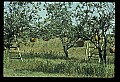 01051-00014-Unusual, unclassified Flowers or Plants-Pumpkin Tree.jpg