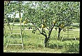 01051-00015-Unusual, unclassified Flowers or Plants.jpg