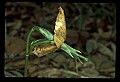 01051-00016-Unusual, unclassified Flowers or Plants.jpg