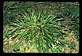 01051-00017-Unusual, unclassified Flowers or Plants.jpg
