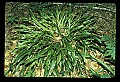 01051-00018-Unusual, unclassified Flowers or Plants.jpg