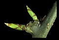 01051-00019-Unusual, unclassified Flowers or Plants.jpg