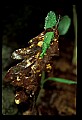 01051-00022-Unusual, unclassified Flowers or Plants.jpg