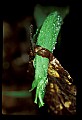 01051-00023-Unusual, unclassified Flowers or Plants.jpg