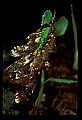 01051-00024-Unusual, unclassified Flowers or Plants.jpg