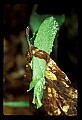 01051-00025-Unusual, unclassified Flowers or Plants.jpg