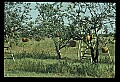 01051-00027-Unusual, unclassified Flowers or Plants-Pumpkin Tree.jpg