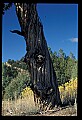 01051-00028-Unusual, unclassified Flowers or Plants-Twisted Trunk.jpg