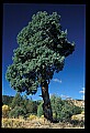 01051-00031-Unusual, unclassified Flowers or Plants-Twisted Trunk.jpg