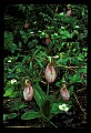 01101-00004-Pink Lady's Slipper, Cypripedium acaule.jpg