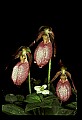 01101-00018-Pink Lady's Slipper, Cypripedium acaule.jpg