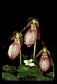 01101-00029-Pink Lady's Slipper, Cypripedium acaule.jpg