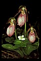 01101-00032-Pink Lady's Slipper, Cypripedium acaule.jpg