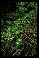 01101-00040-Pink Lady's Slipper, Cypripedium acaule.jpg