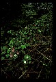 01101-00042-Pink Lady's Slipper, Cypripedium acaule.jpg