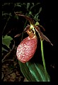 01101-00044-Pink Lady's Slipper, Cypripedium acaule.jpg