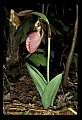 01101-00045-Pink Lady's Slipper, Cypripedium acaule.jpg