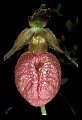 01101-00048-Pink Lady's Slipper, Cypripedium acaule.jpg