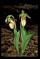 01101-00063-Pink Lady's Slipper, Cypripedium acaule.jpg
