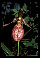 01101-00066-Pink Lady's Slipper, Cypripedium acaule.jpg