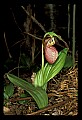 01101-00068-Pink Lady's Slipper, Cypripedium acaule.jpg