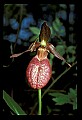01101-00069-Pink Lady's Slipper, Cypripedium acaule.jpg