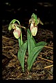 01101-00074-Pink Lady's Slipper, Cypripedium acaule.jpg